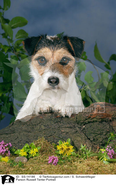 Parson Russell Terrier Portrait / Parson Russell Terrier Portrait / SS-14186