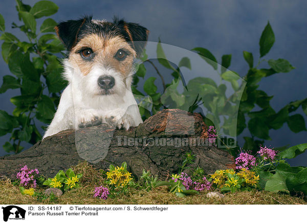Parson Russell Terrier Portrait / Parson Russell Terrier Portrait / SS-14187