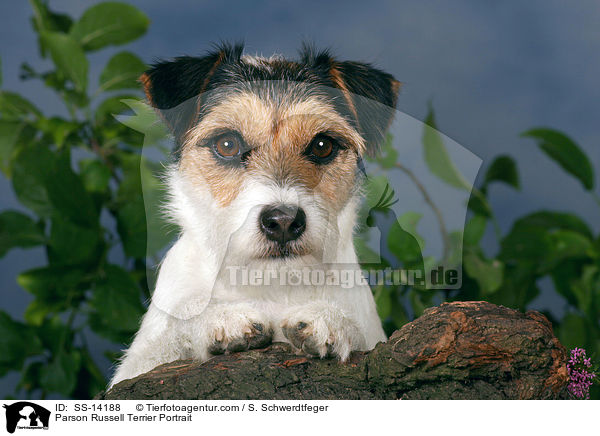 Parson Russell Terrier Portrait / Parson Russell Terrier Portrait / SS-14188