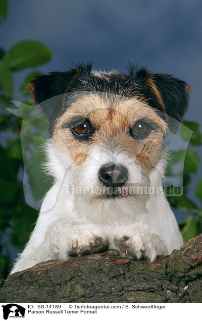 Parson Russell Terrier Portrait / Parson Russell Terrier Portrait / SS-14189