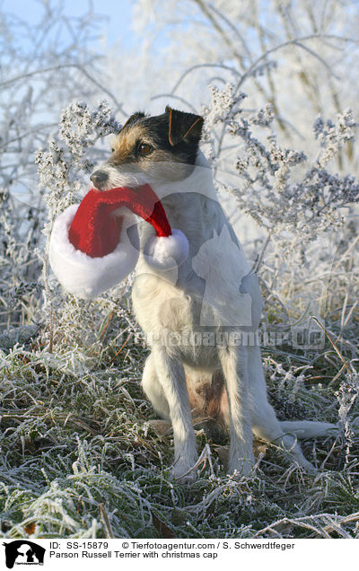 Parson Russell Terrier mit Weihnachtsmannmtze / Parson Russell Terrier with christmas cap / SS-15879