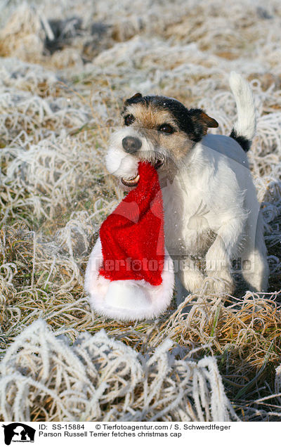 Parson Russell Terrier apportiert Weihnachtsmannmtze / Parson Russell Terrier fetches christmas cap / SS-15884