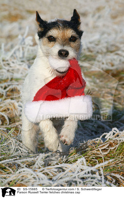 Parson Russell Terrier apportiert Weihnachtsmtze / Parson Russell Terrier fetches christmas cap / SS-15885