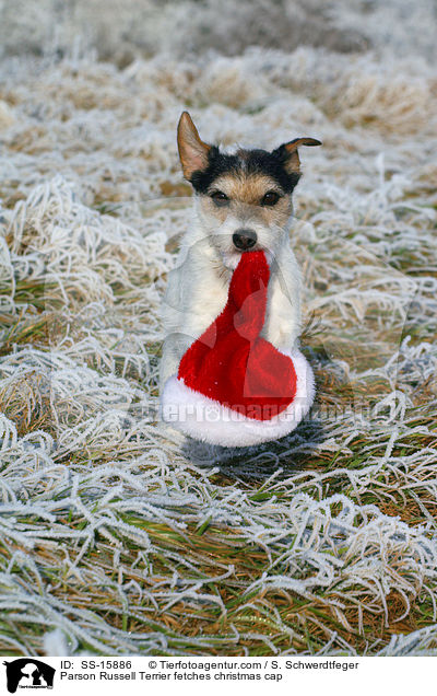 Parson Russell Terrier apportiert Weihnachtsmannmtze / Parson Russell Terrier fetches christmas cap / SS-15886