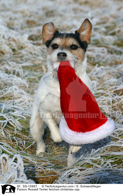 Parson Russell Terrier apportiert Weihnachtsmannmtze / Parson Russell Terrier fetches christmas cap / SS-15887