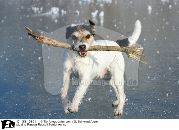spielender Parson Russell Terrier auf dem Eis / playing Parson Russell Terrier on ice / SS-15891