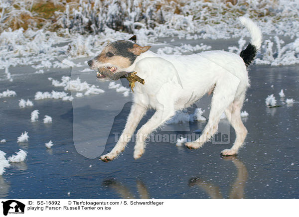 spielender Parson Russell Terrier auf dem Eis / playing Parson Russell Terrier on ice / SS-15892