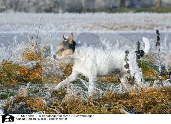 rennender Parson Russell Terrier im Winter / running Parson Russell Terrier in winter / SS-15896