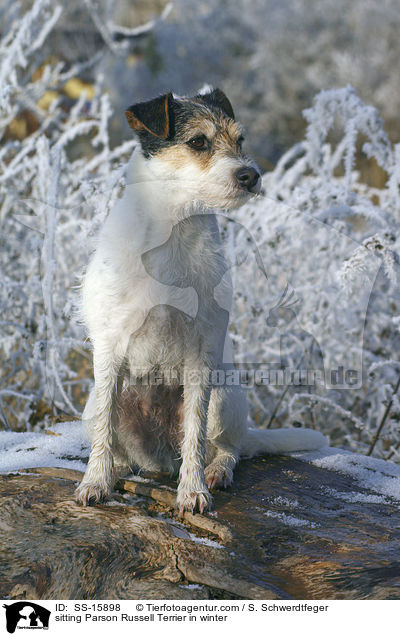 sitzender Parson Russell Terrier im Winter / sitting Parson Russell Terrier in winter / SS-15898