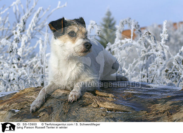 liegender Parson Russell Terrier im Winter / lying Parson Russell Terrier in winter / SS-15900