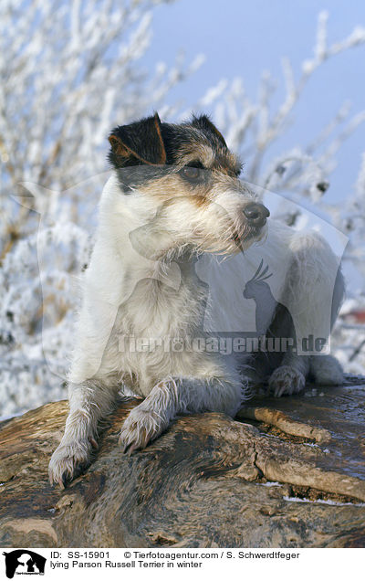liegender Parson Russell Terrier im Winter / lying Parson Russell Terrier in winter / SS-15901