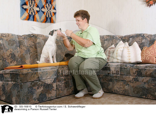 Wurmkur verabreichen / deworming a Parson Russell Terrier / SS-16810