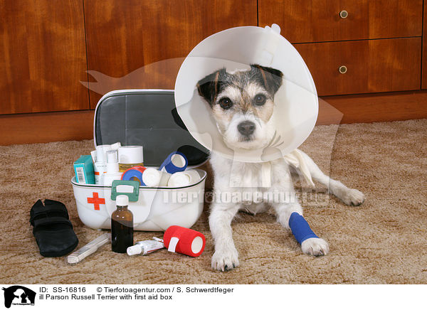 ill Parson Russell Terrier with first aid box / SS-16816
