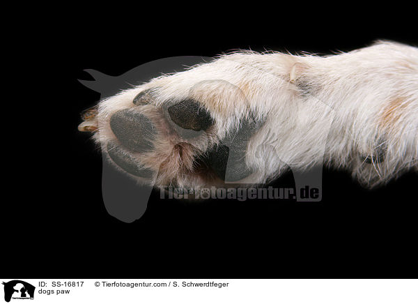 Hundepfote / dogs paw / SS-16817
