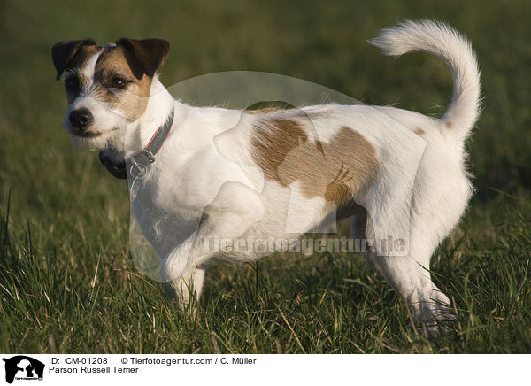 Parson Russell Terrier / Parson Russell Terrier / CM-01208