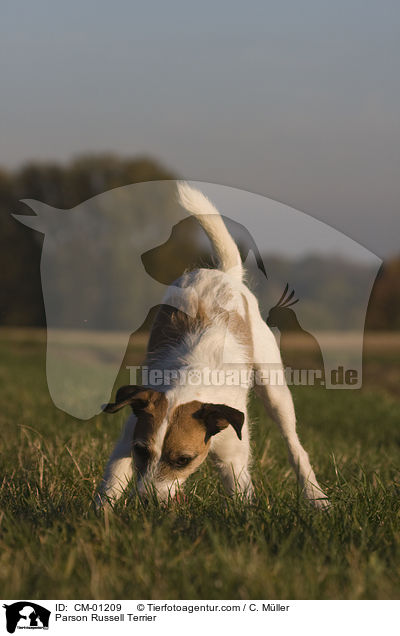 Parson Russell Terrier / Parson Russell Terrier / CM-01209