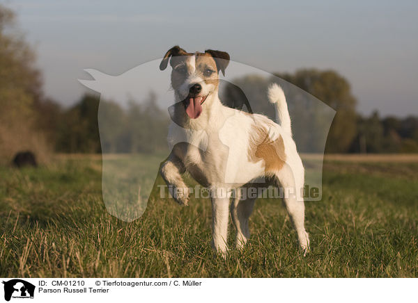 Parson Russell Terrier / Parson Russell Terrier / CM-01210