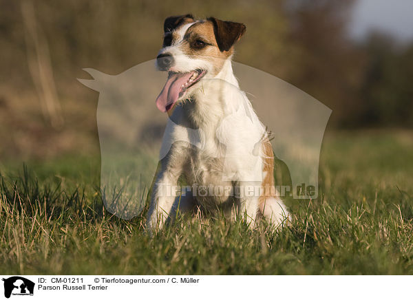 Parson Russell Terrier / Parson Russell Terrier / CM-01211