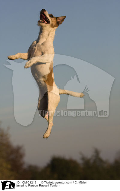 springender Parson Russell Terrier / jumping Parson Russell Terrier / CM-01213