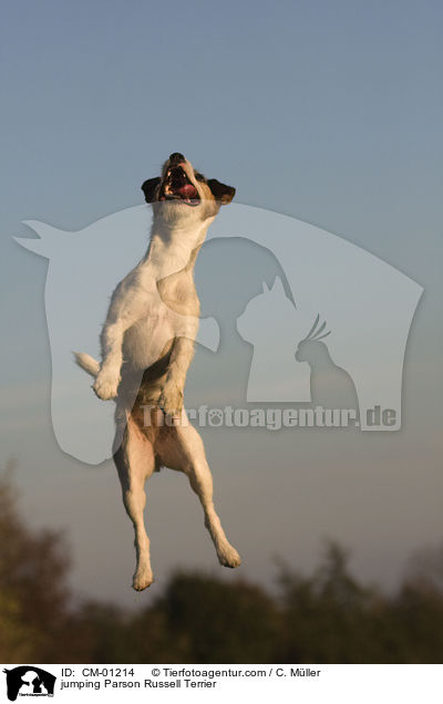 springender Parson Russell Terrier / jumping Parson Russell Terrier / CM-01214