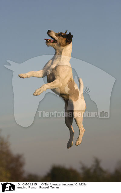 springender Parson Russell Terrier / jumping Parson Russell Terrier / CM-01215