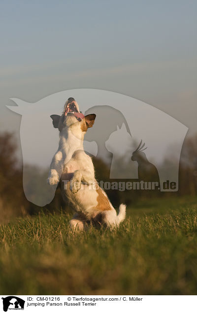 springender Parson Russell Terrier / jumping Parson Russell Terrier / CM-01216