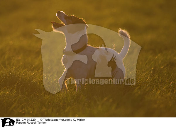 Parson Russell Terrier / Parson Russell Terrier / CM-01220