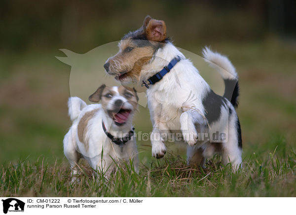 rennende Parson Russell Terrier / running Parson Russell Terrier / CM-01222