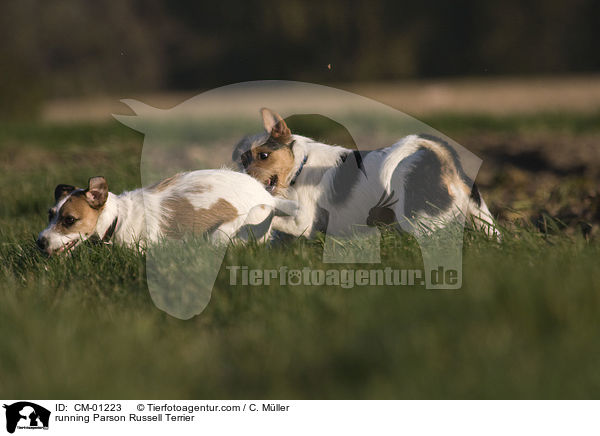 rennende Parson Russell Terrier / running Parson Russell Terrier / CM-01223