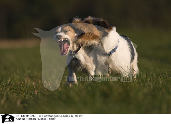 running Parson Russell Terrier / CM-01225