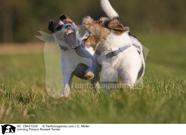 rennende Parson Russell Terrier / running Parson Russell Terrier / CM-01226