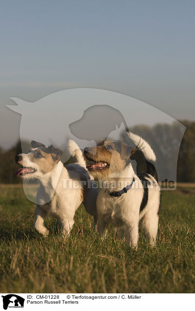 Parson Russell Terrier / Parson Russell Terriers / CM-01228