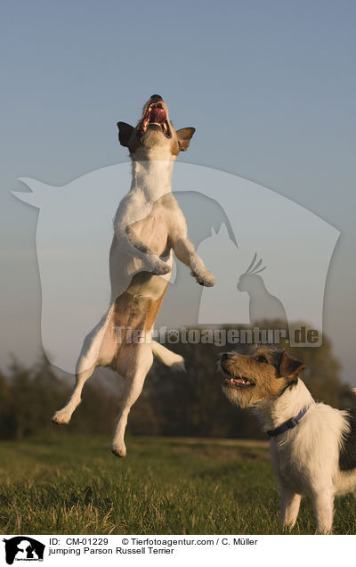 springender Parson Russell Terrier / jumping Parson Russell Terrier / CM-01229