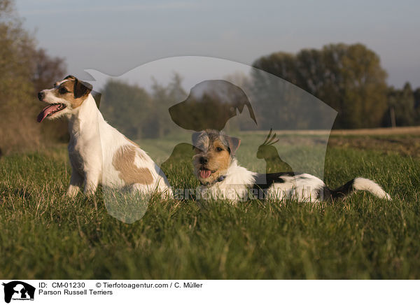Parson Russell Terrier / Parson Russell Terriers / CM-01230