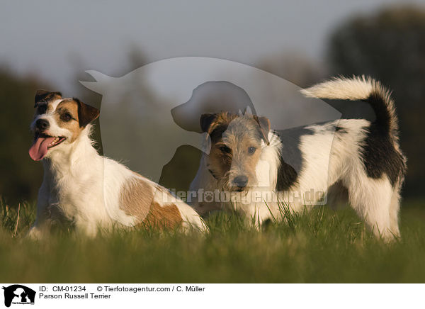 Parson Russell Terrier / Parson Russell Terrier / CM-01234
