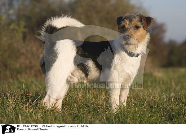 Parson Russell Terrier / Parson Russell Terrier / CM-01238