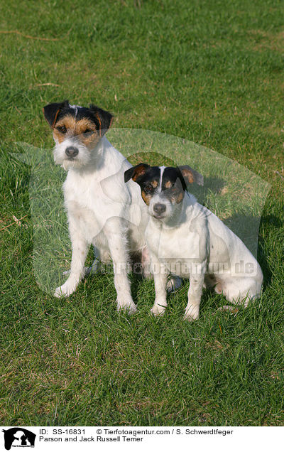 Parson und Jack Russell Terrier / Parson and Jack Russell Terrier / SS-16831