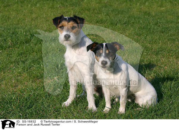 Parson und Jack Russell Terrier / Parson and Jack Russell Terrier / SS-16832