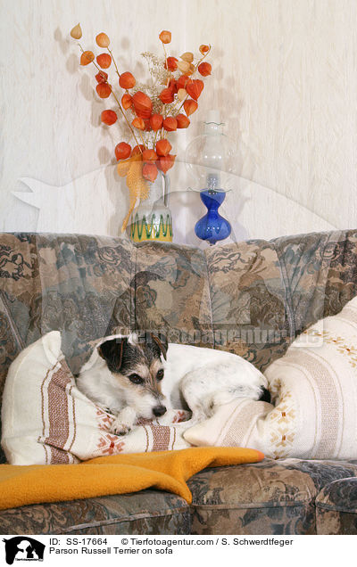 Parson Russell Terrier auf dem Sofa / Parson Russell Terrier on sofa / SS-17664