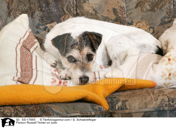 Parson Russell Terrier auf dem Sofa / Parson Russell Terrier on sofa / SS-17665