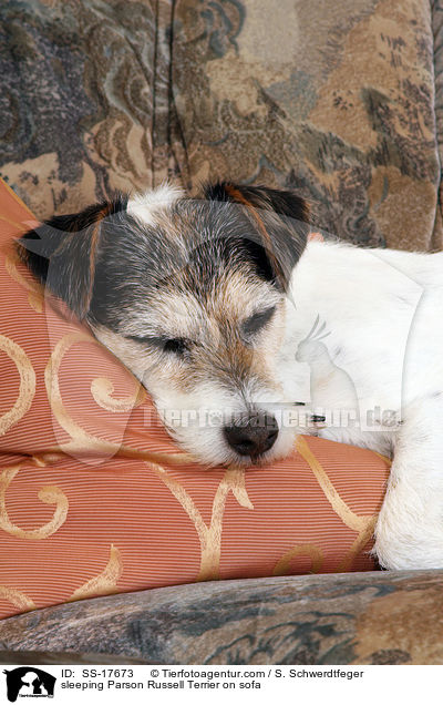 schlafender Parson Russell Terrier auf dem Sofa / sleeping Parson Russell Terrier on sofa / SS-17673