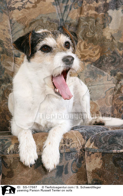 ghnender Parson Russell Terrier auf dem Sofa / yawning Parson Russell Terrier on sofa / SS-17687