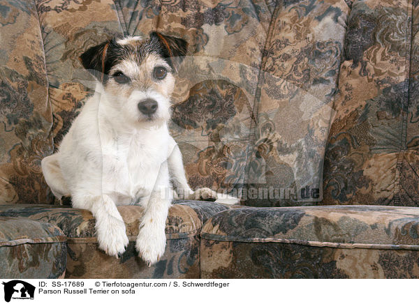 Parson Russell Terrier auf dem Sofa / Parson Russell Terrier on sofa / SS-17689