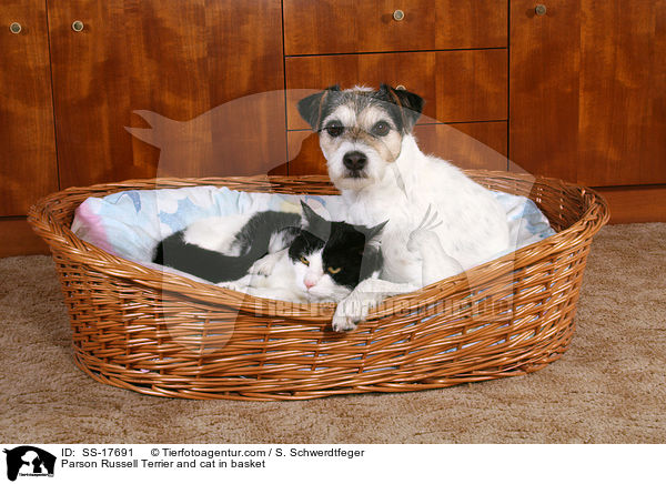 Parson Russell Terrier und Katze im Korb / Parson Russell Terrier and cat in basket / SS-17691