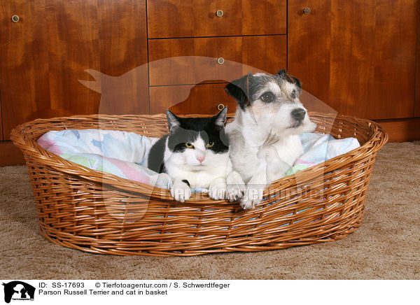 Parson Russell Terrier und Katze im Korb / Parson Russell Terrier and cat in basket / SS-17693