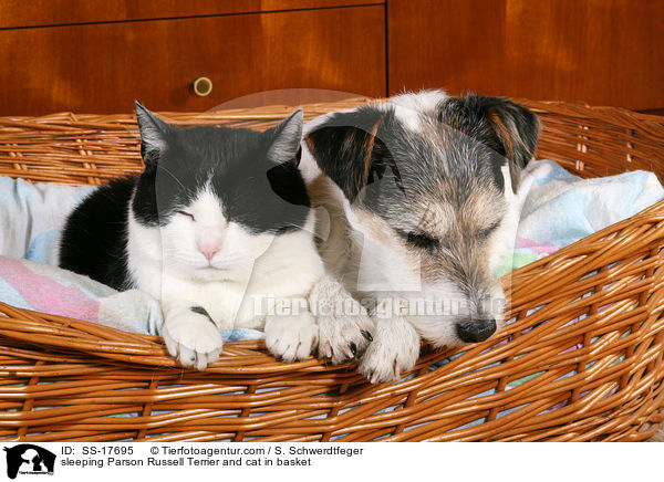 Parson Russell Terrier und Katze schlafen im Korb / sleeping Parson Russell Terrier and cat in basket / SS-17695