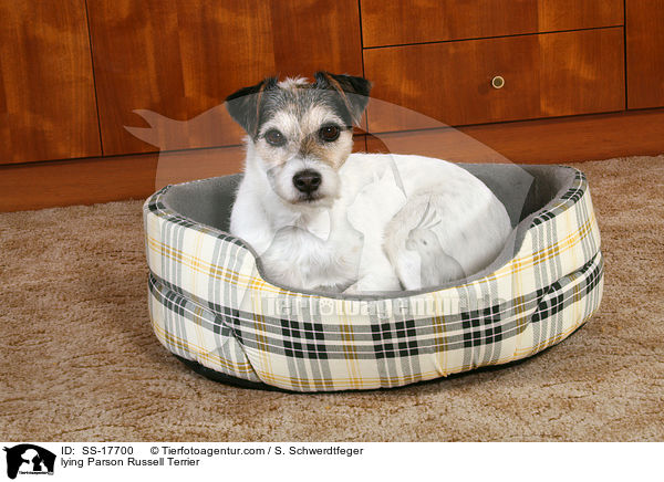 Parson Russell Terrier im Hundebett / lying Parson Russell Terrier / SS-17700