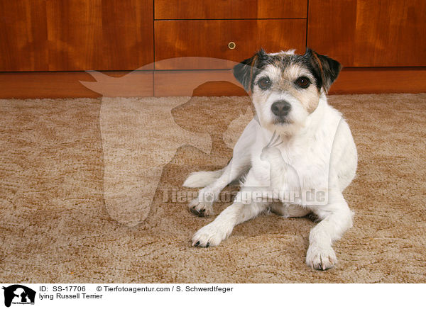 liegender Parson Russell Terrier / lying Russell Terrier / SS-17706