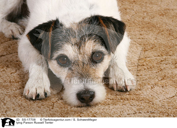 liegender Parson Russell Terrier / lying Parson Russell Terrier / SS-17708