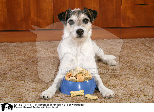 Parson Russell Terrier vor Futterschssel / Parson Russell Terrier with food bowl / SS-17714